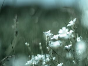 Preview wallpaper color, wildflowers, petals, blur