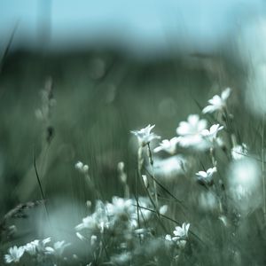 Preview wallpaper color, wildflowers, petals, blur