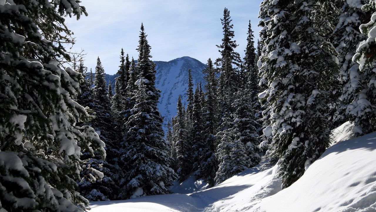 Wallpaper colorado, fir-trees, wood, trees, snow, winter, mountains, sky