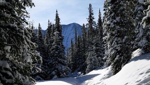 Preview wallpaper colorado, fir-trees, wood, trees, snow, winter, mountains, sky