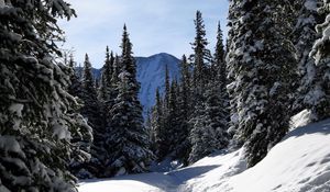 Preview wallpaper colorado, fir-trees, wood, trees, snow, winter, mountains, sky