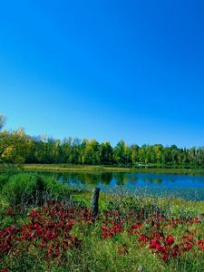 Preview wallpaper colors, paints, early autumn, trees, lake, greens