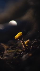 Preview wallpaper coltsfoot, flower, macro