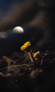 Preview wallpaper coltsfoot, flower, macro