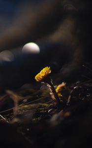 Preview wallpaper coltsfoot, flower, macro