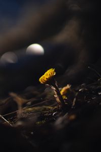 Preview wallpaper coltsfoot, flower, macro