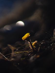 Preview wallpaper coltsfoot, flower, macro