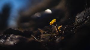 Preview wallpaper coltsfoot, flower, macro