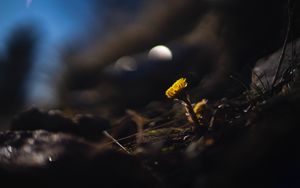 Preview wallpaper coltsfoot, flower, macro