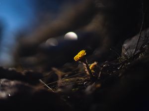 Preview wallpaper coltsfoot, flower, macro