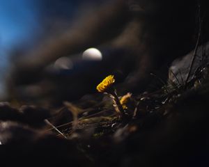 Preview wallpaper coltsfoot, flower, macro