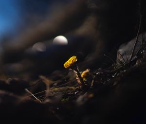 Preview wallpaper coltsfoot, flower, macro