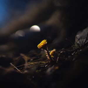 Preview wallpaper coltsfoot, flower, macro