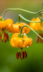 Preview wallpaper columbia lily, flower, macro, drops