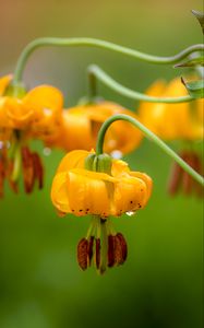 Preview wallpaper columbia lily, flower, macro, drops