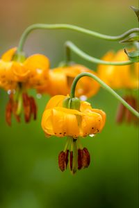 Preview wallpaper columbia lily, flower, macro, drops