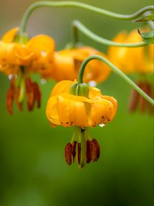 Preview wallpaper columbia lily, flower, macro, drops