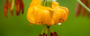 Preview wallpaper columbia lily, flower, macro, drops