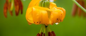 Preview wallpaper columbia lily, flower, macro, drops