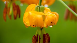 Preview wallpaper columbia lily, flower, macro, drops