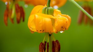 Preview wallpaper columbia lily, flower, macro, drops