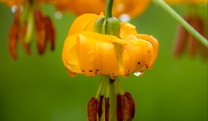 Preview wallpaper columbia lily, flower, macro, drops