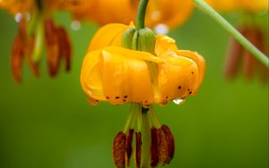 Preview wallpaper columbia lily, flower, macro, drops