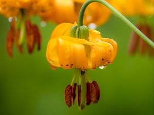 Preview wallpaper columbia lily, flower, macro, drops