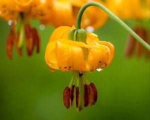 Preview wallpaper columbia lily, flower, macro, drops