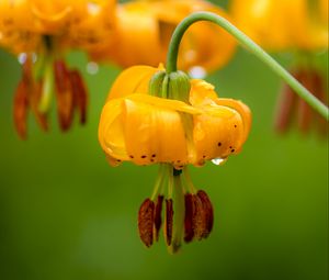 Preview wallpaper columbia lily, flower, macro, drops