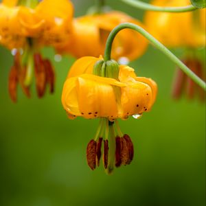 Preview wallpaper columbia lily, flower, macro, drops