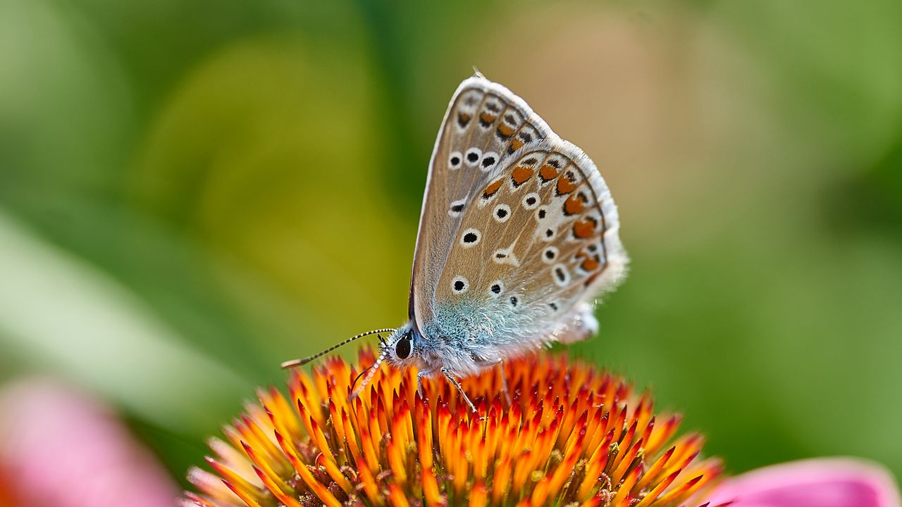 Wallpaper common blue butterfly, butterfly, flower, pollen, macro