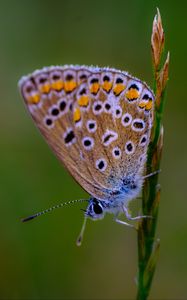 Preview wallpaper common blue butterfly, butterfly, grass, macro