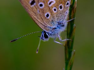 Preview wallpaper common blue butterfly, butterfly, grass, macro