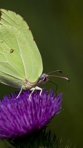 Preview wallpaper common brimstone, butterfly, flower, macro