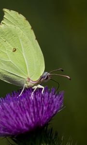 Preview wallpaper common brimstone, butterfly, flower, macro