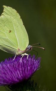 Preview wallpaper common brimstone, butterfly, flower, macro