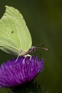 Preview wallpaper common brimstone, butterfly, flower, macro