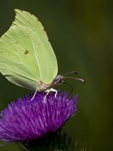 Preview wallpaper common brimstone, butterfly, flower, macro