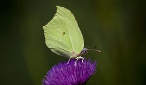 Preview wallpaper common brimstone, butterfly, flower, macro