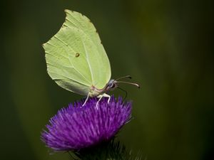 Preview wallpaper common brimstone, butterfly, flower, macro