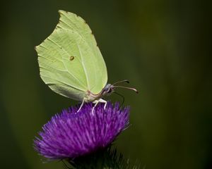 Preview wallpaper common brimstone, butterfly, flower, macro