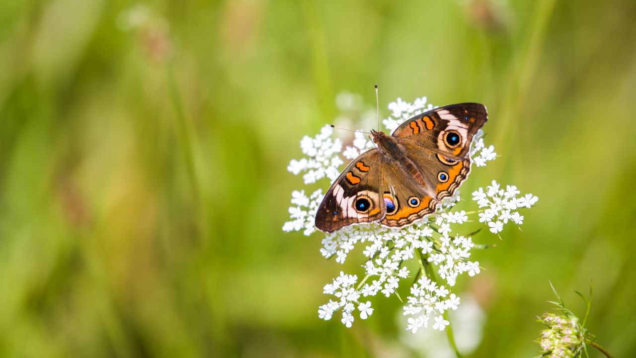 Wallpaper common buckeye, butterfly, flower, blur