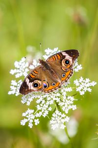 Preview wallpaper common buckeye, butterfly, flower, blur