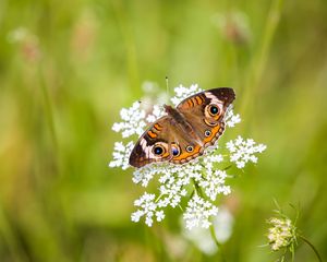 Preview wallpaper common buckeye, butterfly, flower, blur