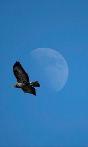 Preview wallpaper common buzzard, bird, moon, sky