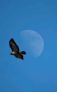 Preview wallpaper common buzzard, bird, moon, sky