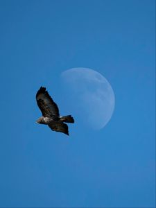 Preview wallpaper common buzzard, bird, moon, sky