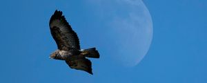 Preview wallpaper common buzzard, bird, moon, sky