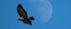 Preview wallpaper common buzzard, bird, moon, sky